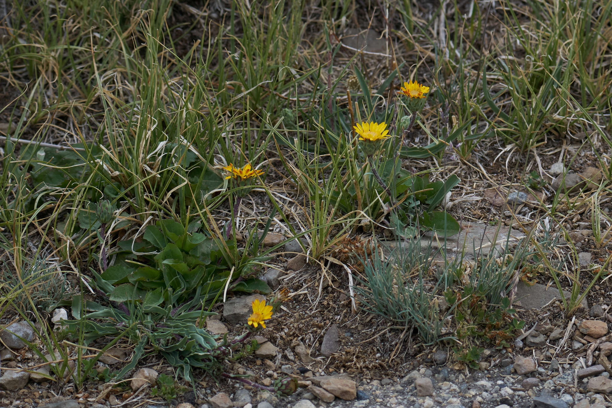 Imagem de Pyrrocoma apargioides (A. Gray) Greene