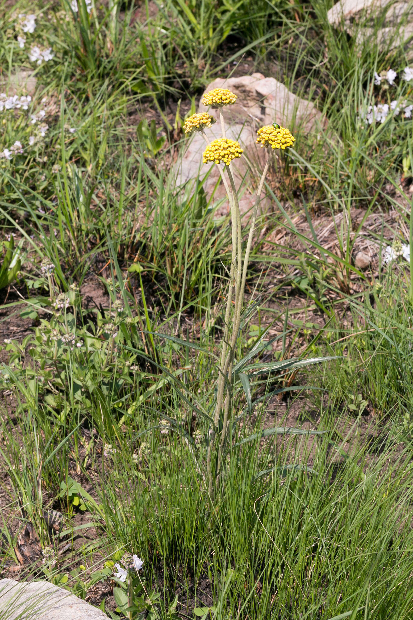 Image de Helichrysum allioides Less.