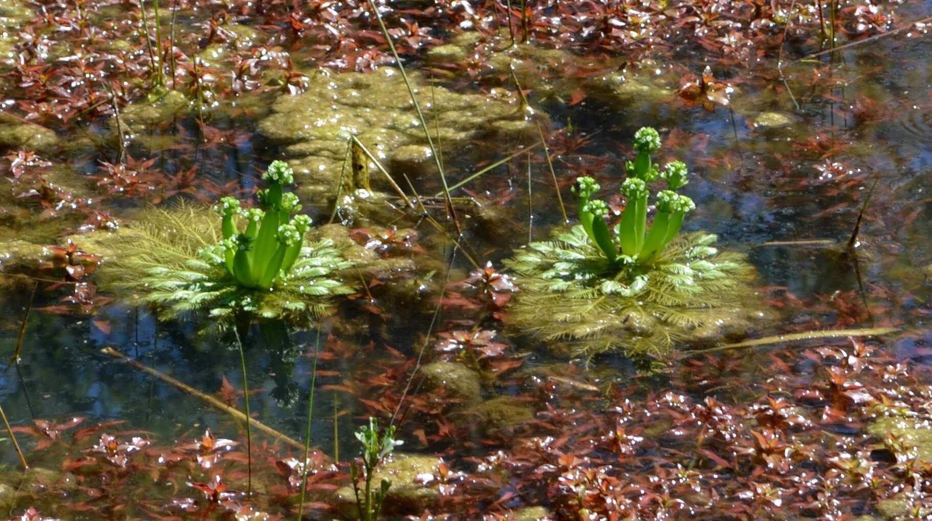 Image of American featherfoil