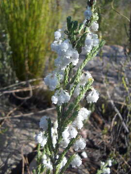 Image of Erica fimbriata Andr.