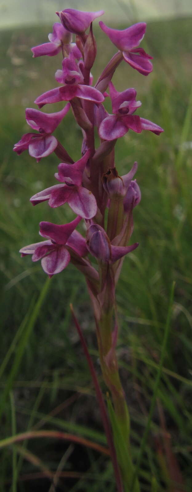 Image of Disa stricta Sond.