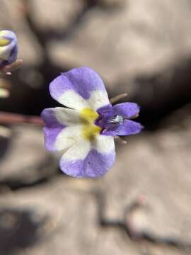 Image of doublehorn calicoflower