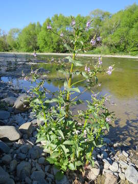 Image of Blue Water-speedwell