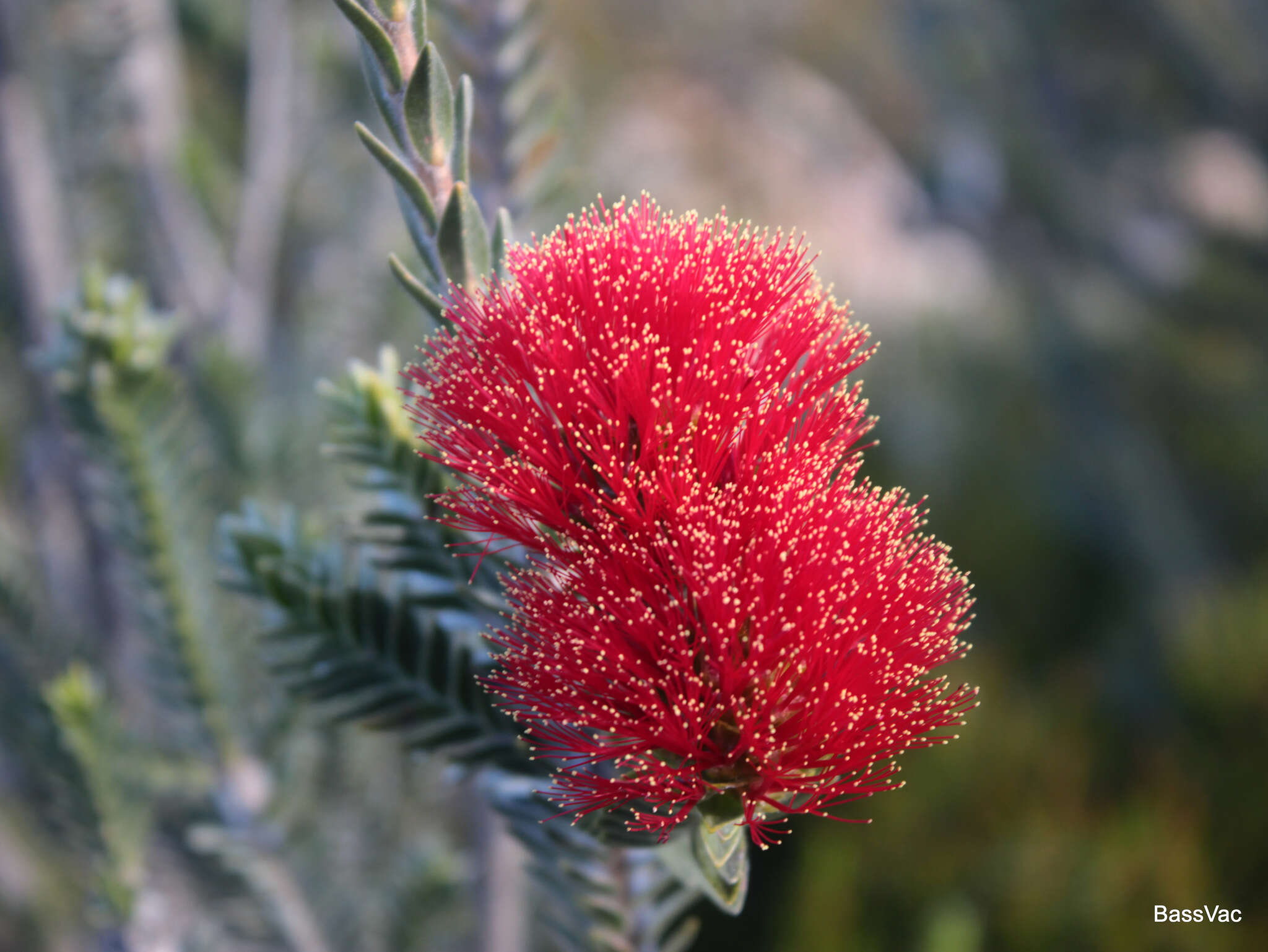 Image of Melaleuca velutina (Turcz.) Craven & R. D. Edwards