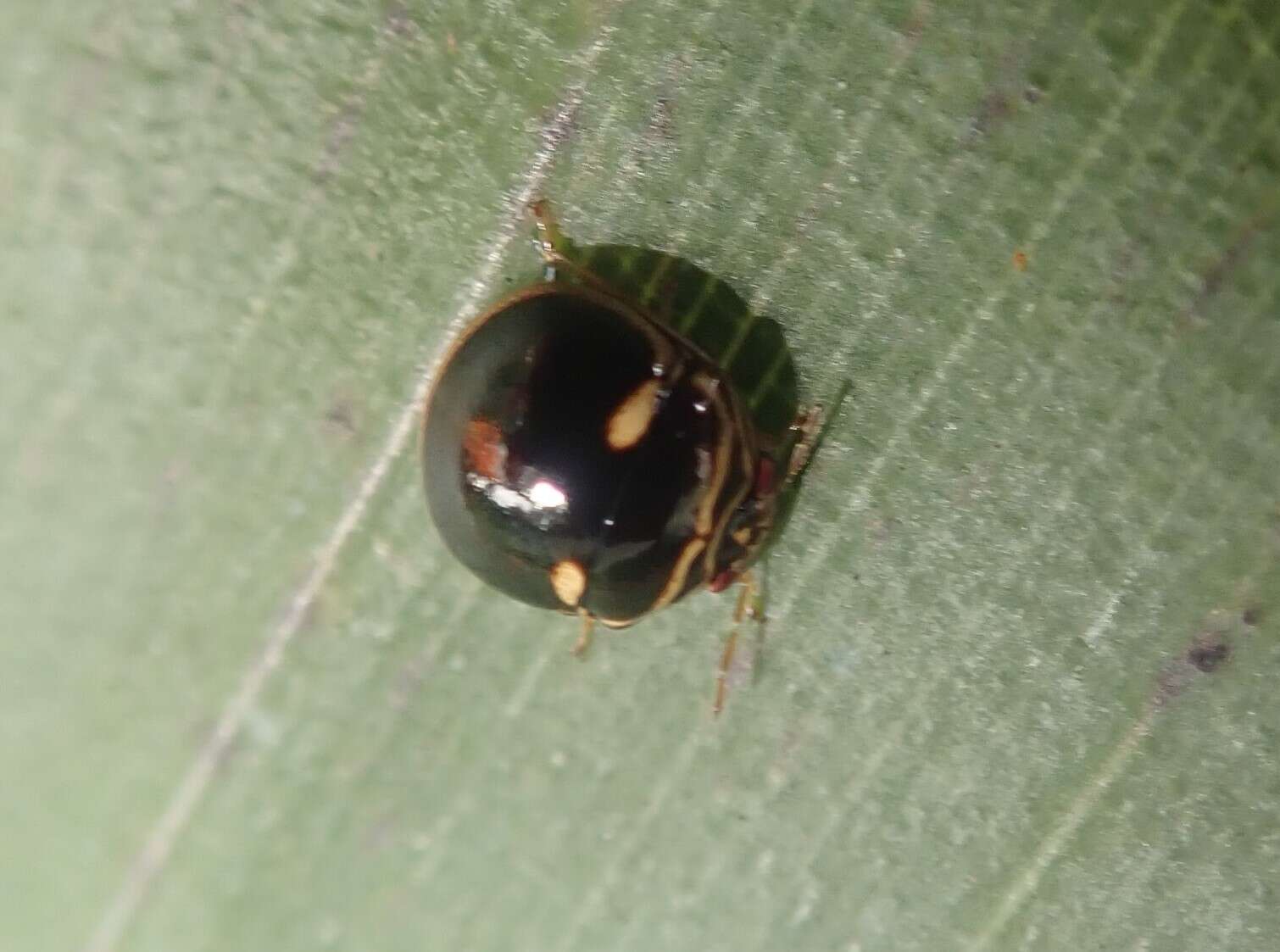 Coptosoma Laporte 1833 resmi