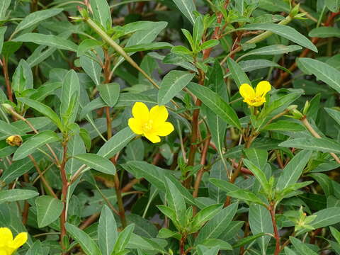 Слика од Ludwigia peploides subsp. glabrescens (Kuntze) Raven