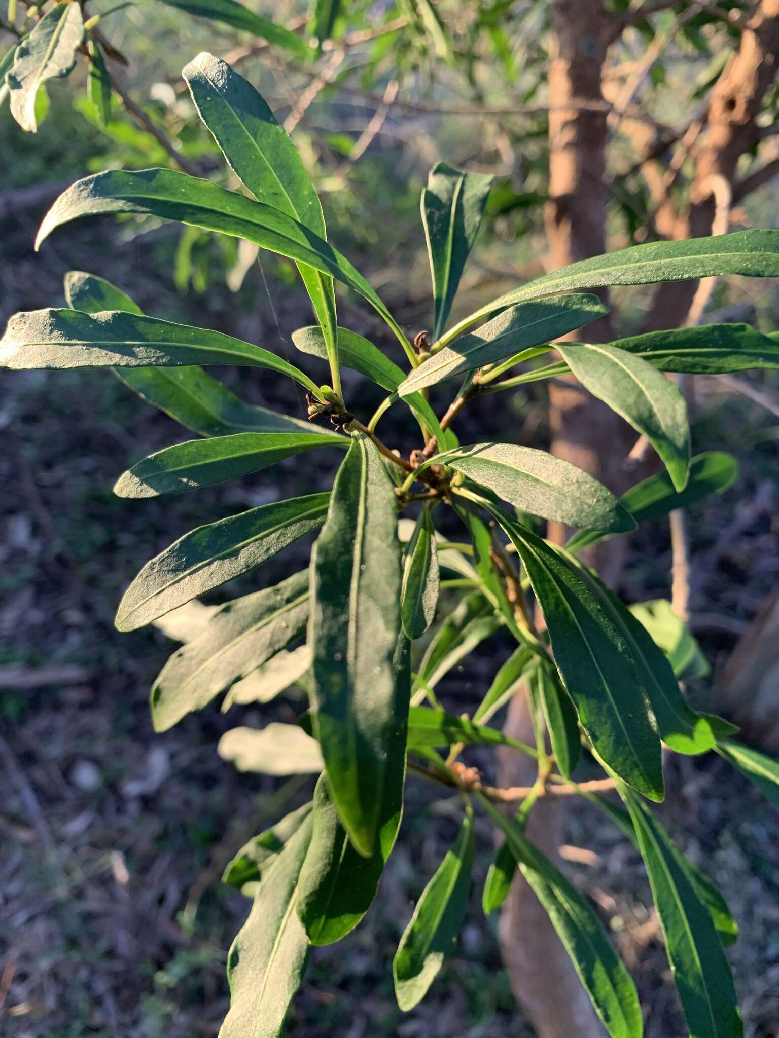 Image of Corkwood