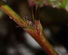 Image of Hemiandrus maia Taylor Smith, Morgan-Richards & Trewick 2013