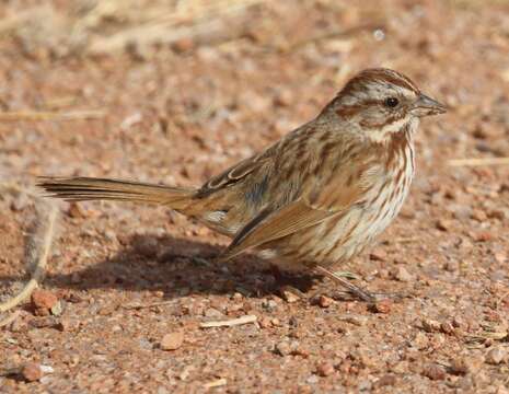 Image of Desert Song Sparrow