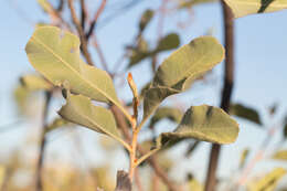 Image of Grevillea miniata W. V. Fitzg.