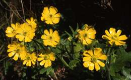 Image of Ranunculus nivicolus Hook.