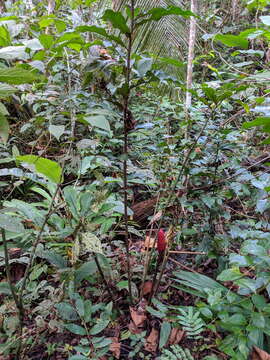 Imagem de Costus erythrothyrsus Loes.