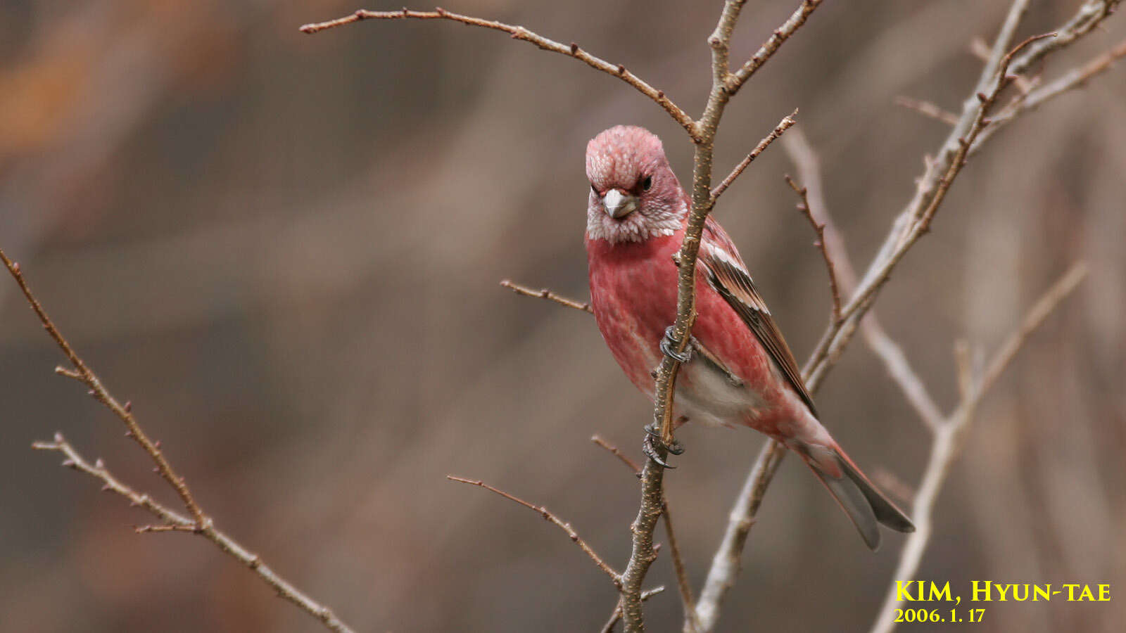 Imagem de Carpodacus roseus (Pallas 1776)