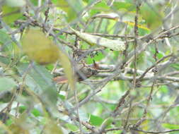 Image of Red-faced Spinetail