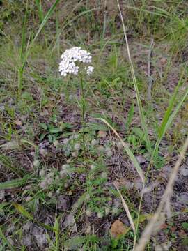 Sivun Achillea asiatica Serg. kuva