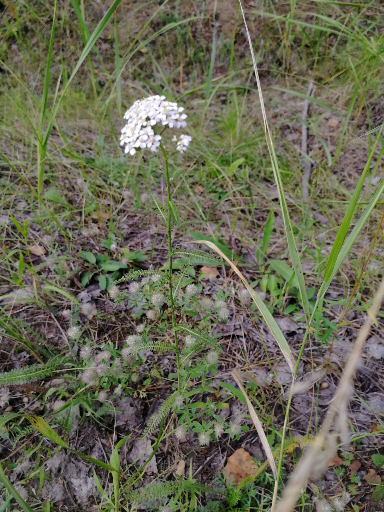 Sivun Achillea asiatica Serg. kuva