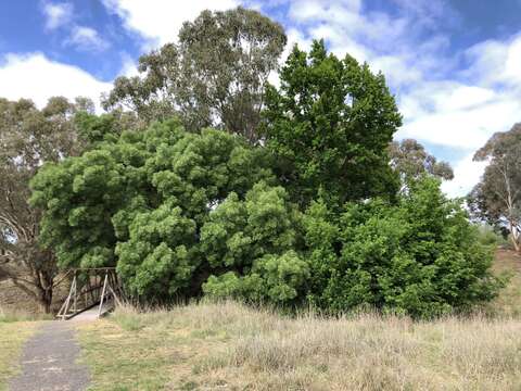 Image of Narrow-leafed Ash