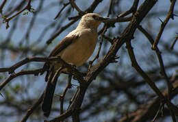 Image of Southern Pied Babbler