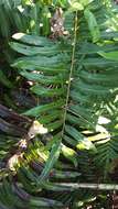 Image of giant leather fern