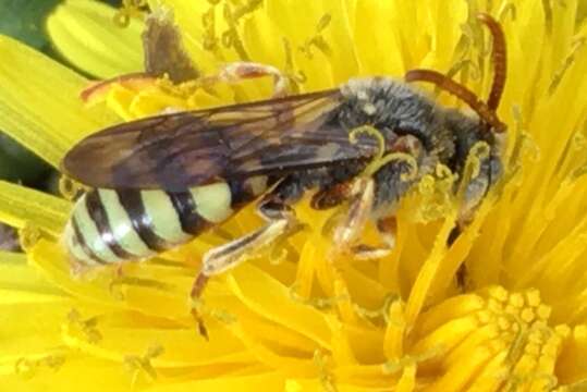 Image of Superb Nomada