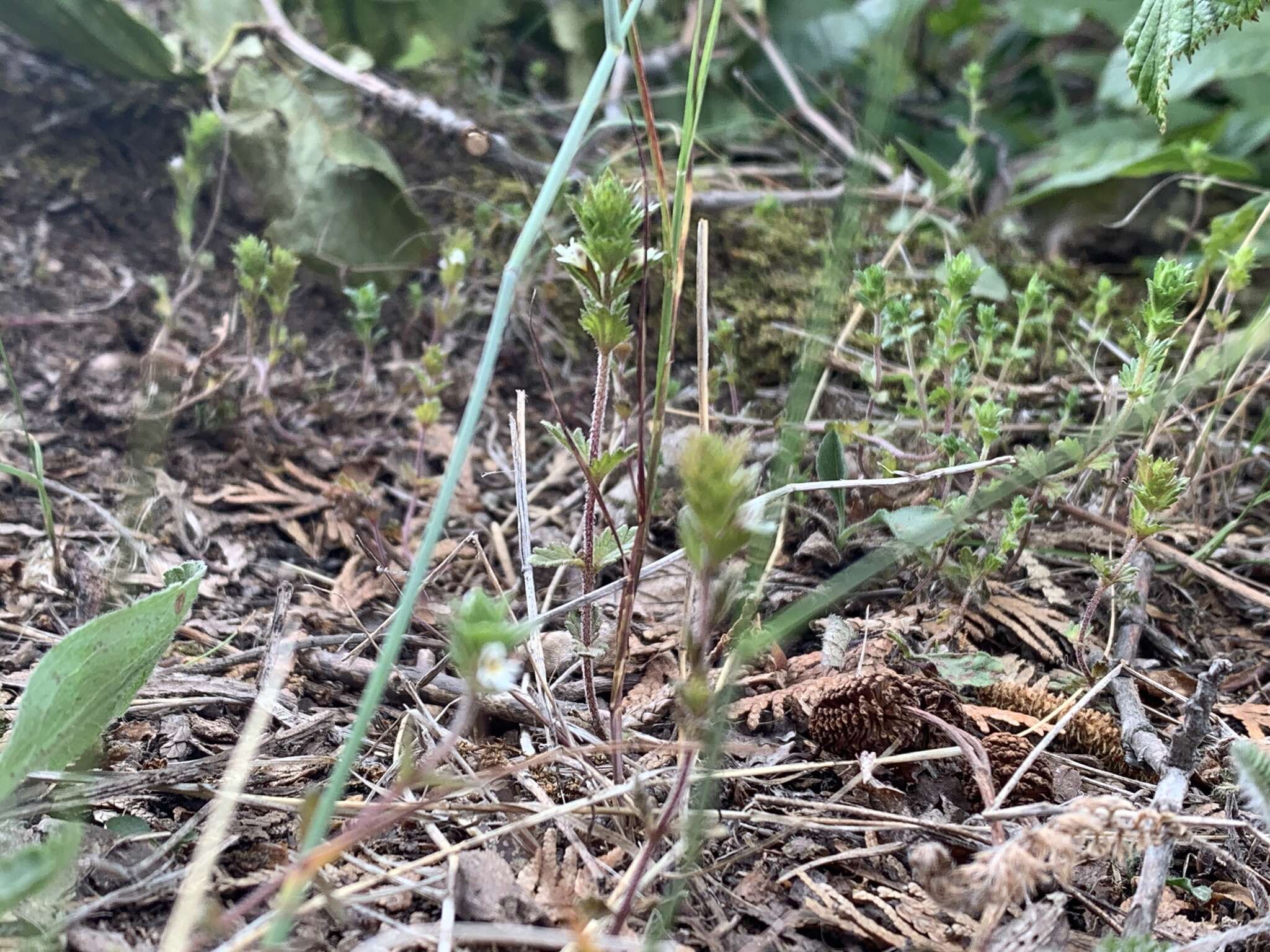 Image of Hudson Bay eyebright