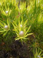 Plancia ëd Leucadendron xanthoconus (Kuntze) K. Schum.