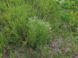 Plancia ëd Eupatorium lancifolium (Torr. & A. Gray) Small