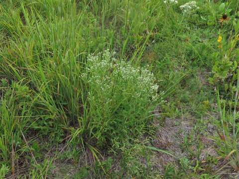 Image of lanceleaf thoroughwort