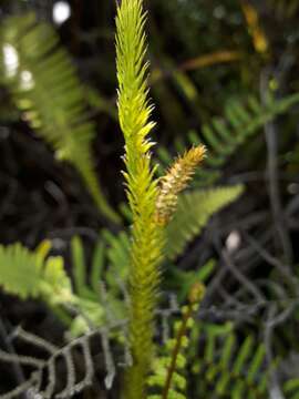 Imagem de Lateristachys lateralis (R. Br.) Holub