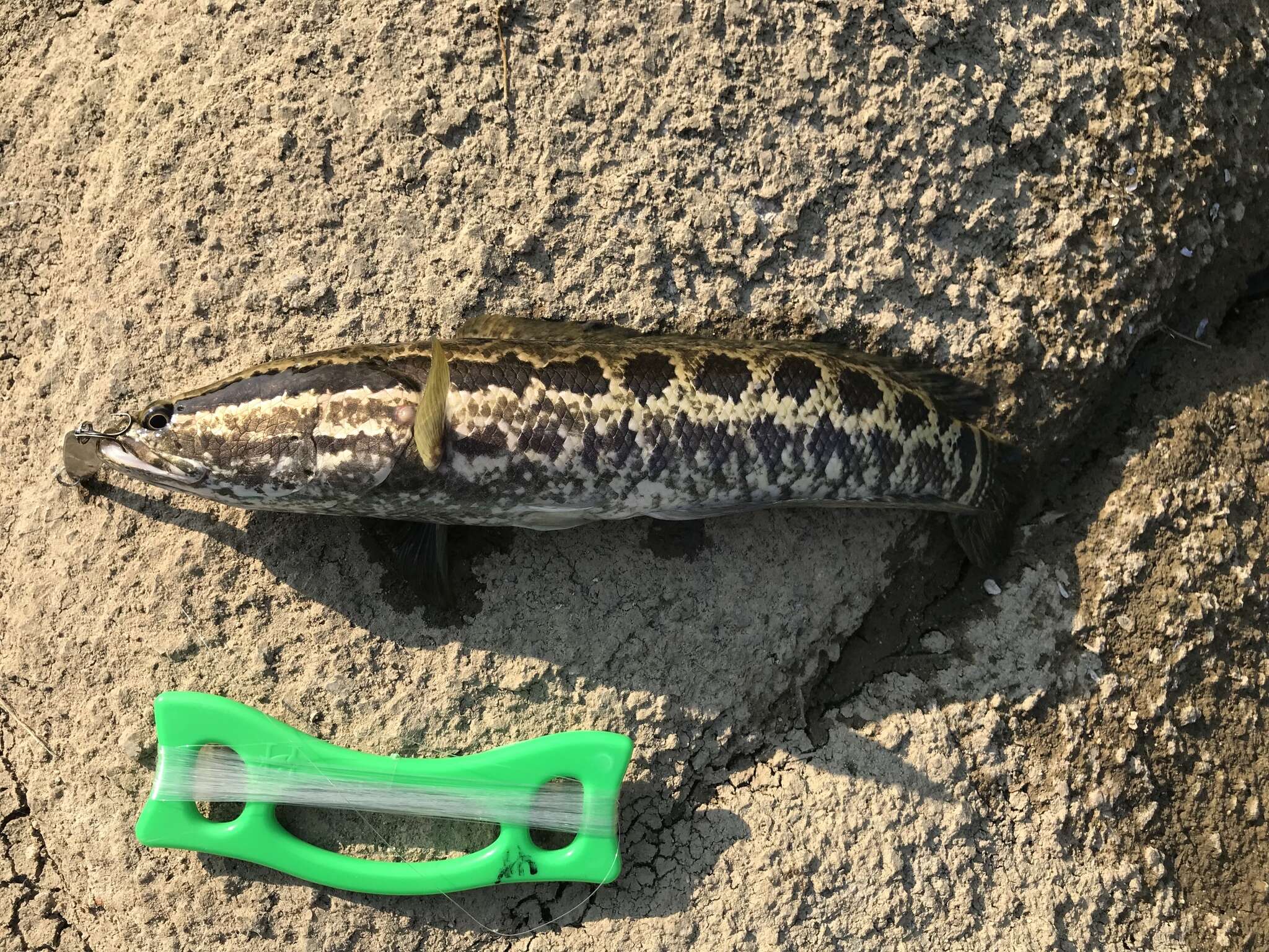 Image of Blotched snakehead