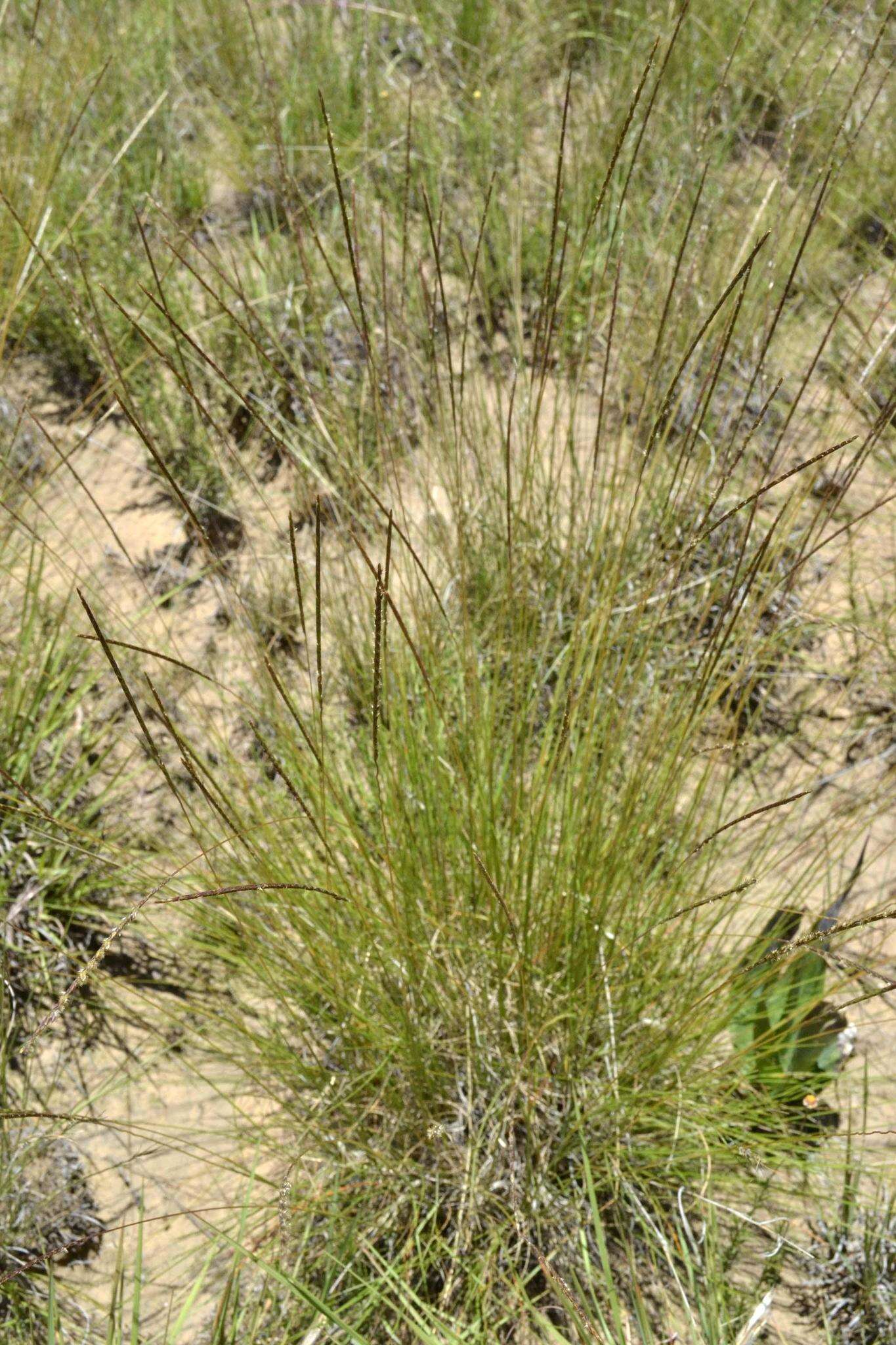 Image of Wire grass