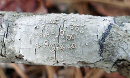 Image of Lecanora subpallens