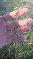 Image of broad-leaved meadow-grass