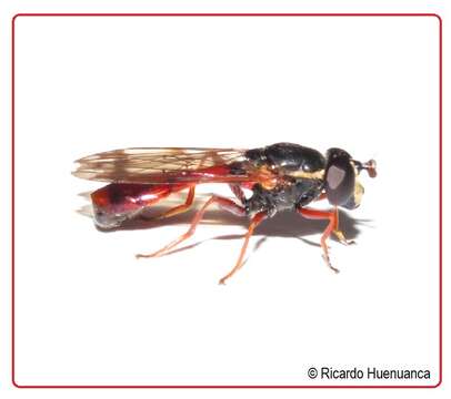 صورة Valdiviomyia ruficauda (Shannon 1927)