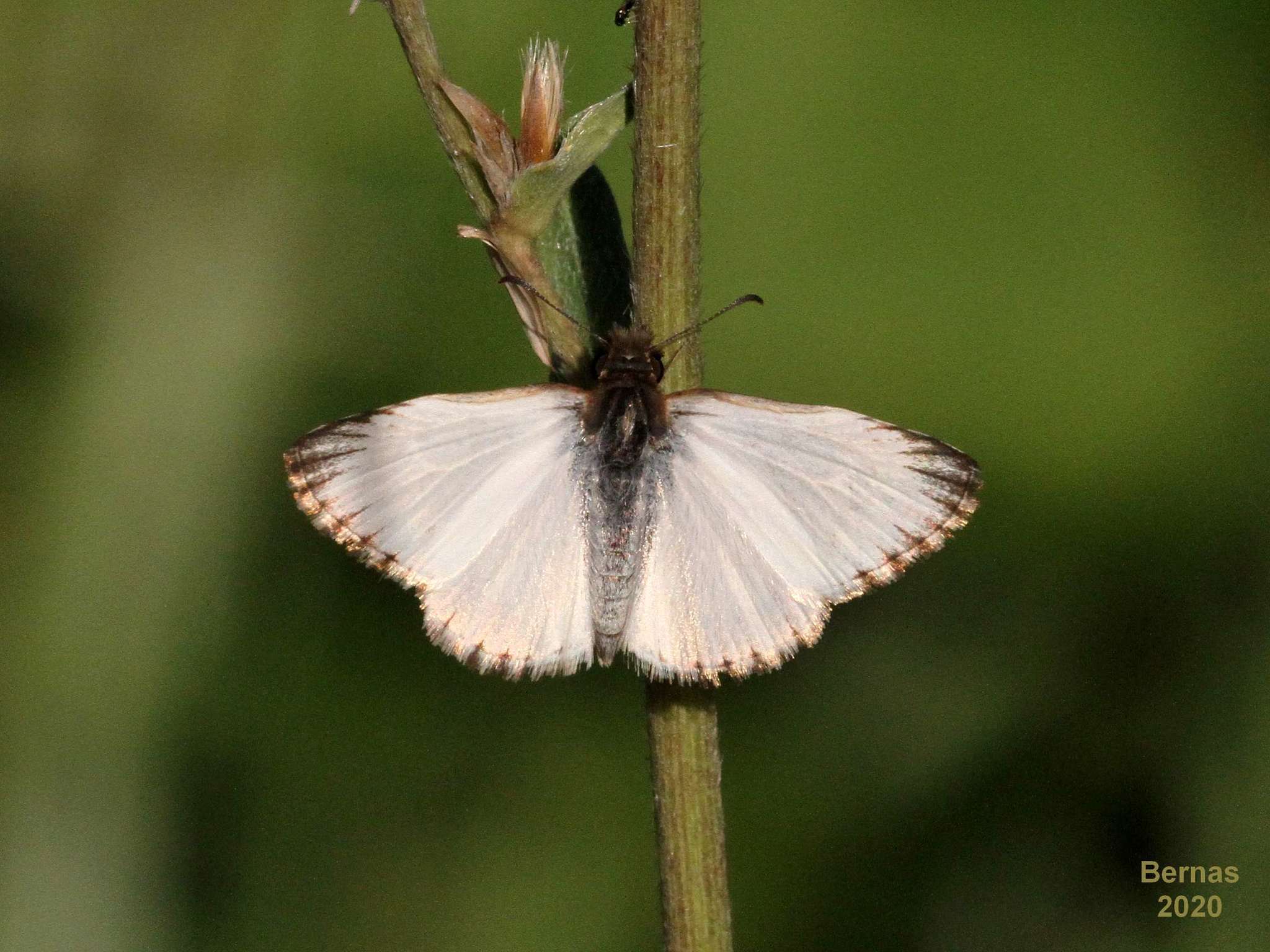 Image of Heliopetes macaira orbigera Mabille 1888