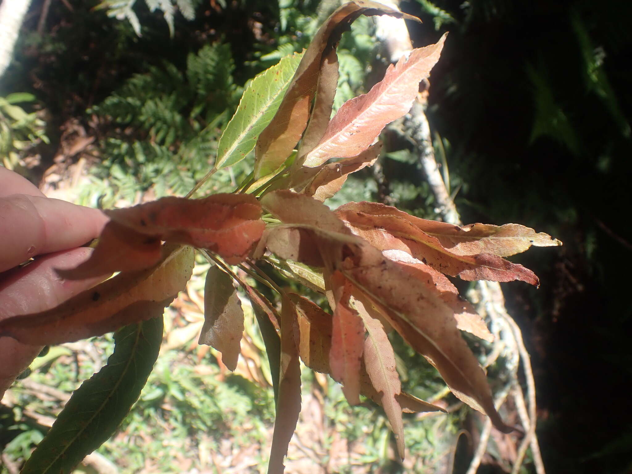 Image of Elaeocarpus kirtonii F. Müll. ex F. M. Bailey