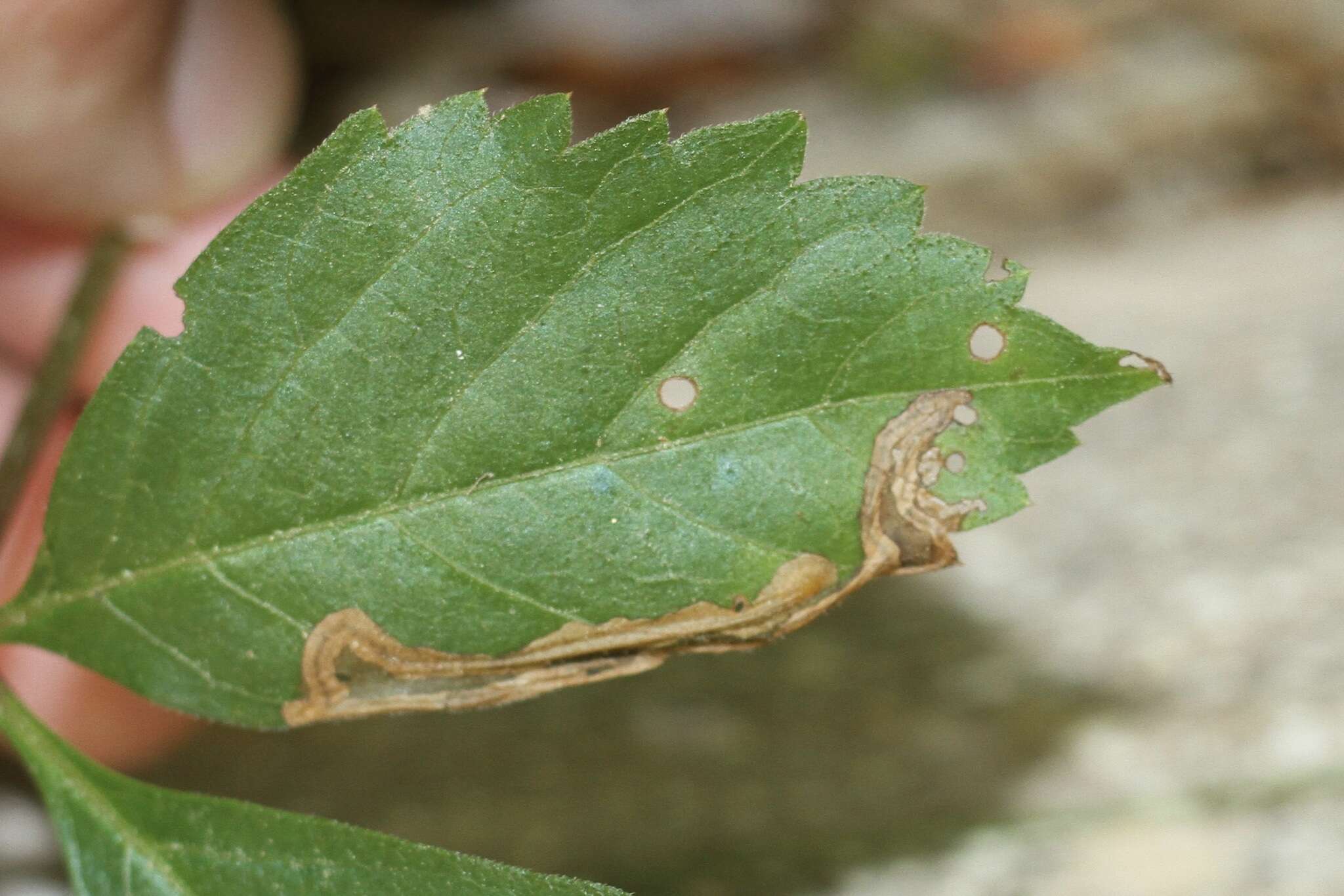 Image of Orchestomerus eisemani Yoshitake & Anderson 2015