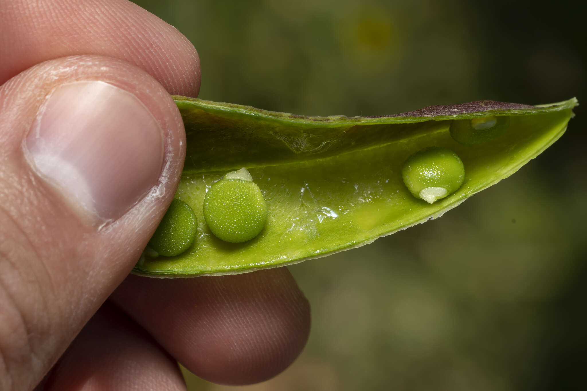 Imagem de Lathyrus annuus L.