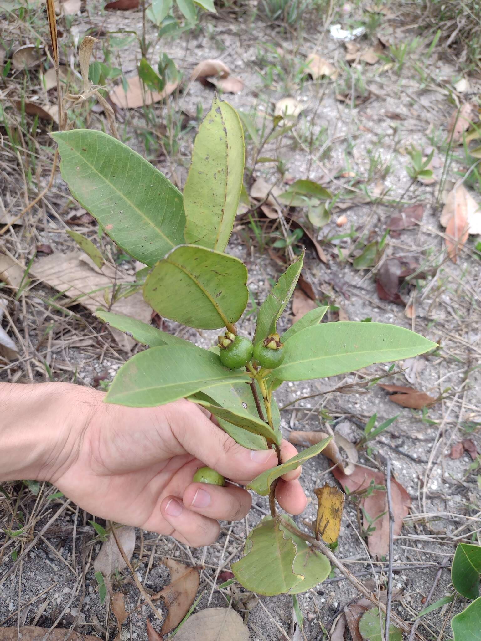 Image of Psidium firmum Berg