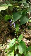 Image de Rhynchoglossum obliquum Blume