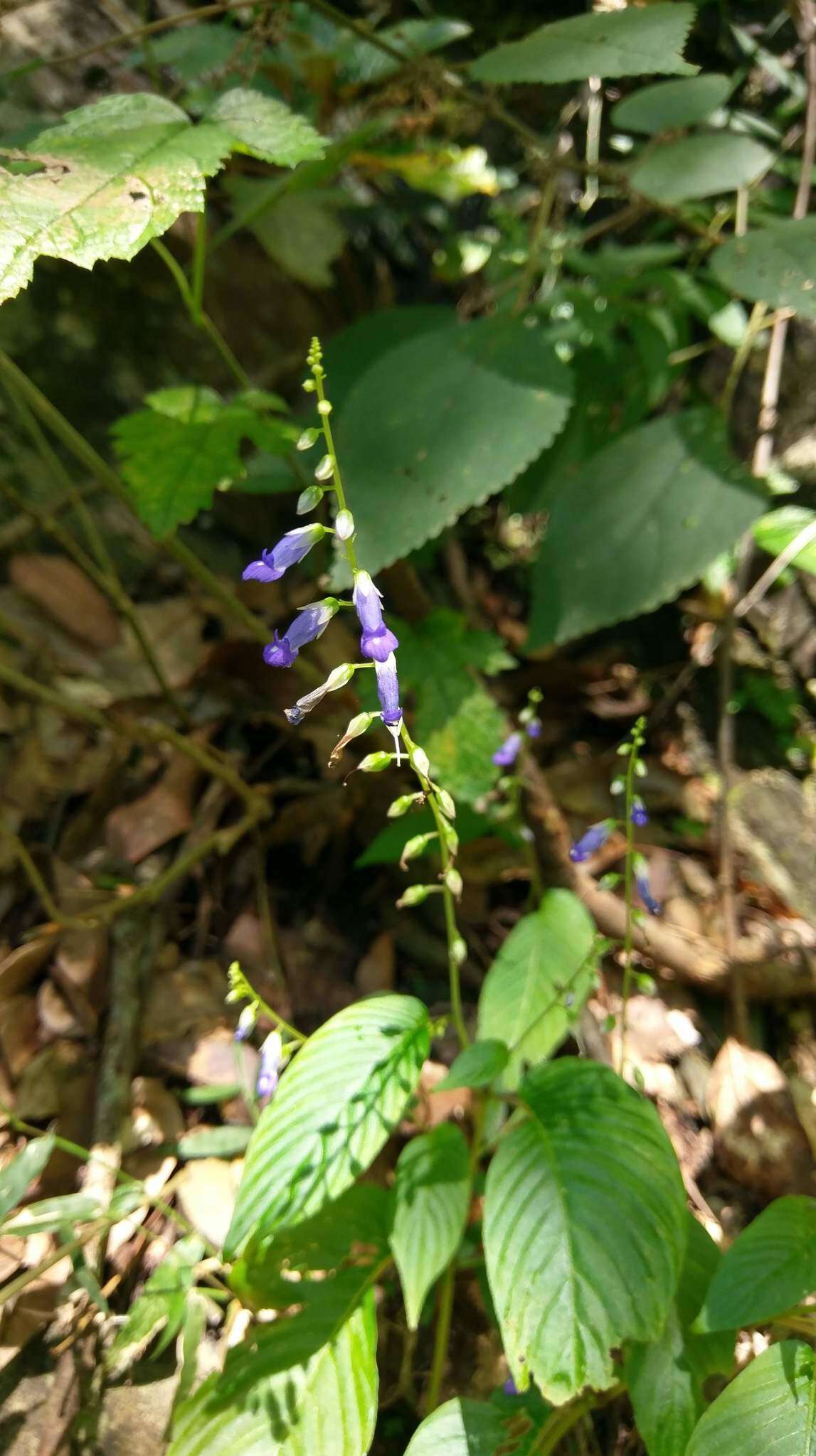 Image of Rhynchoglossum obliquum Blume