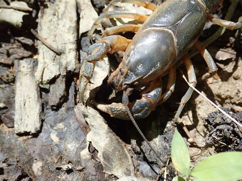 Image of Cambarus harti Hobbs 1981