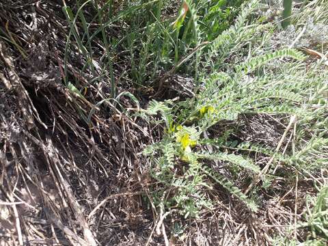 Imagem de Astragalus pinetorum Boiss.