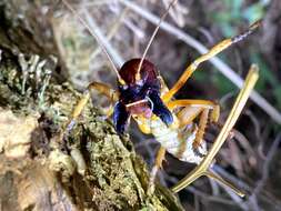 Image of Hemideina ricta Hutton 1896