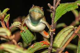 Image of Kachalola Reed Frog