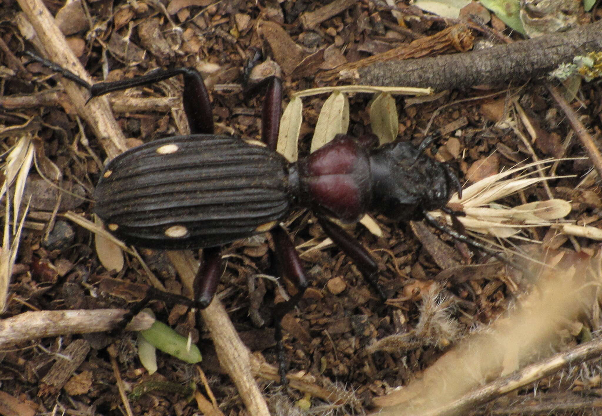 Image of Anthia (Termophilum) decemguttata (Linnaeus 1764)