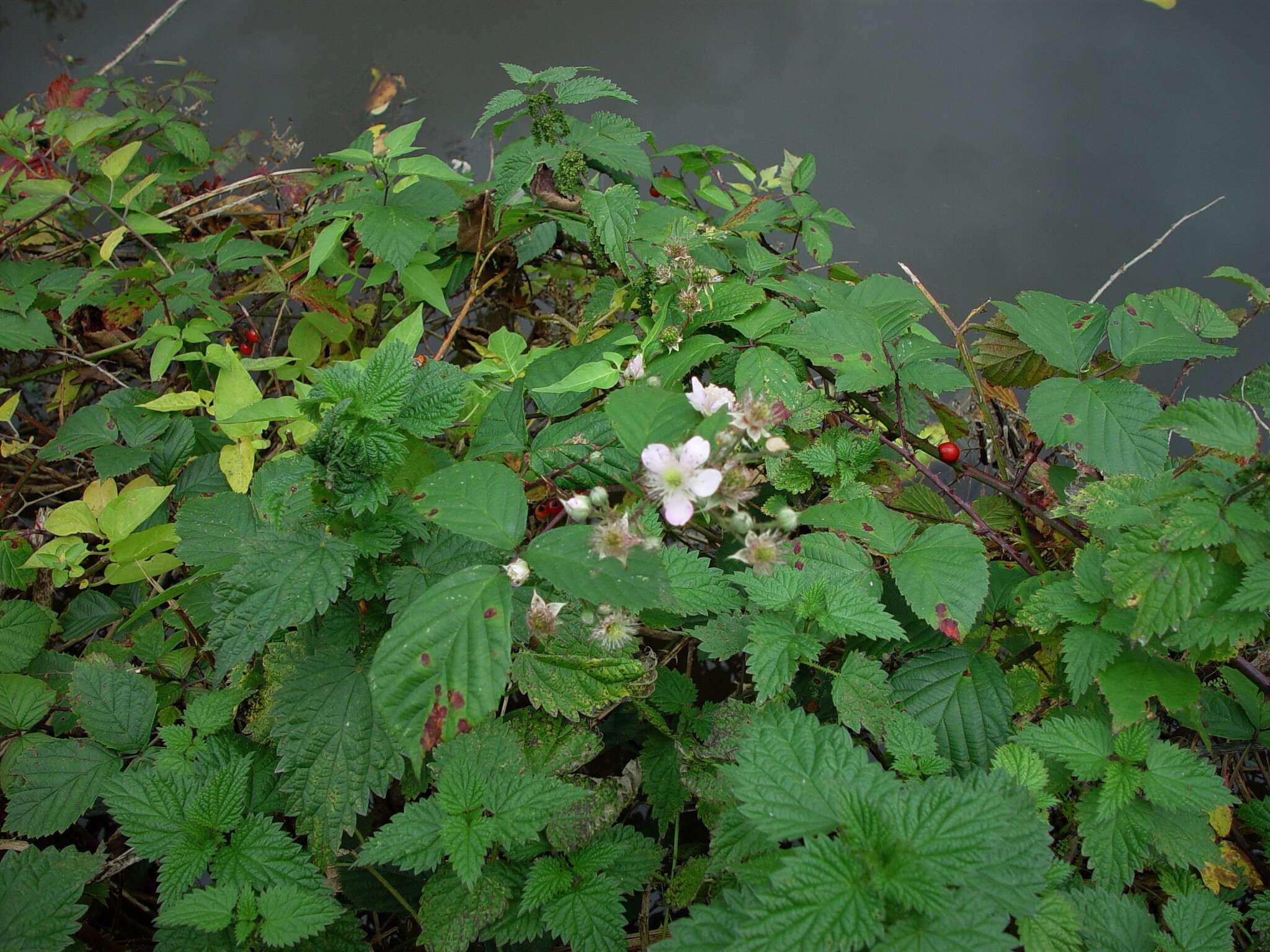 Image of Rubus nemoralis P. J. Müll.