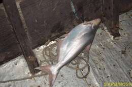 Image of Chinese pangasid-catfish
