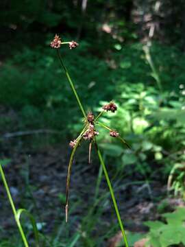 Image of Mosquito Bulrush