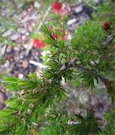 Image of Melaleuca cyrtodonta Turcz.